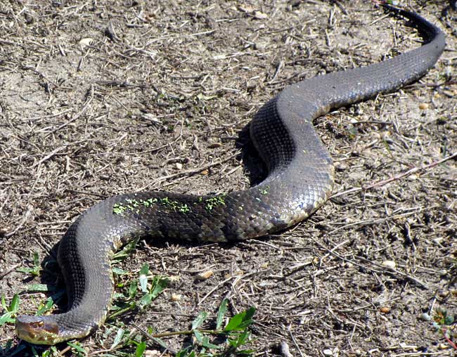 Cottonmouth or Water Moccasin, AGKISTRODON PISCIVORUS
