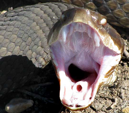 Open mouth of Cottonmouth or Water Moccasin, AGKISTRODON PISCIVORUS showing developing fangs and trachea or breathing tube