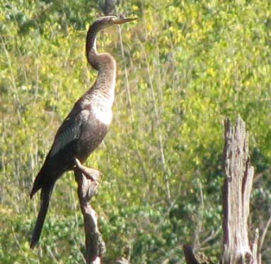 Anhinga, ANHINGA ANHINGA