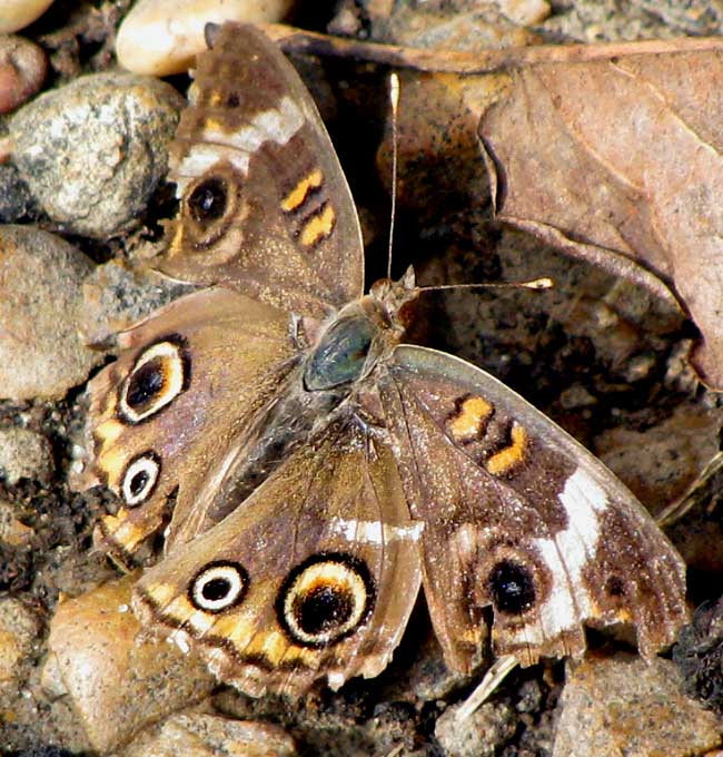 Common Buckeye, JUNONIA COENIA