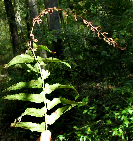 fertile frond of Christmas Fern, POLYSTICHUM ACROSTICHOIDES