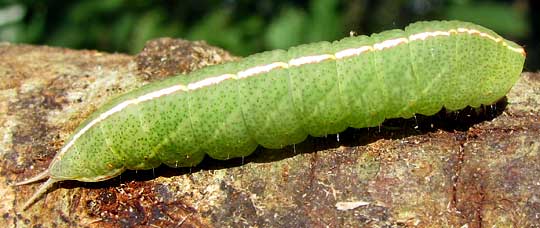 Mottled Prominent caterpillar, MACRUROCAMPA MARTHESIA