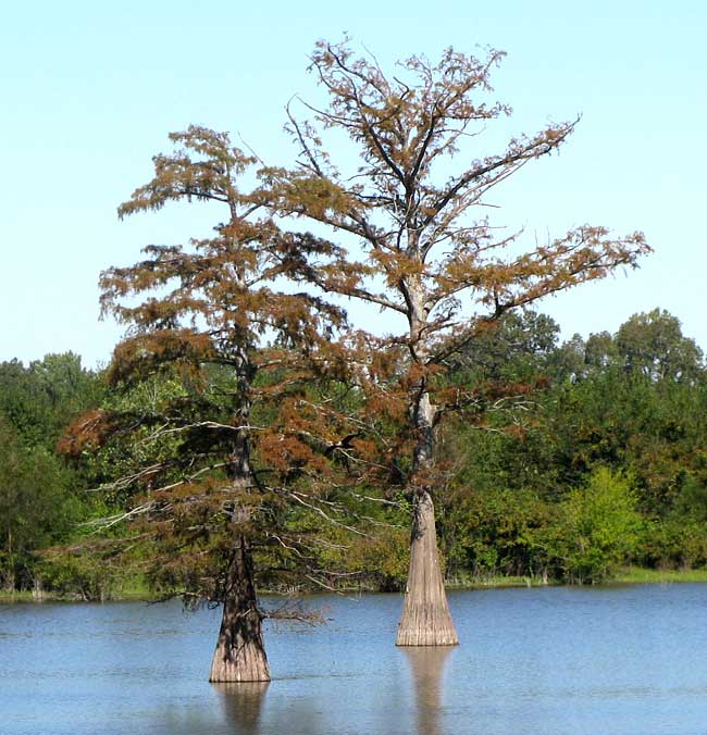 Baldcypress, TAXODIUM DISTICHUM