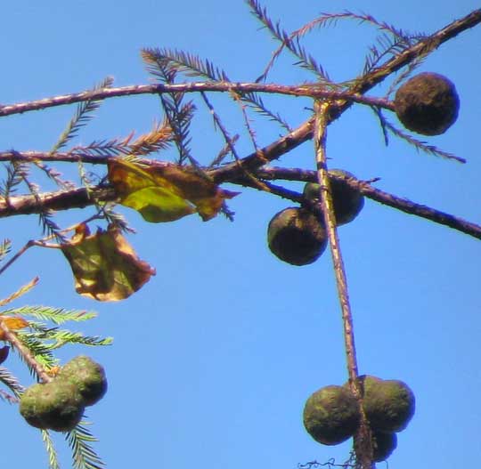 Baldcypress, TAXODIUM DISTICHUM, leaves and fruits