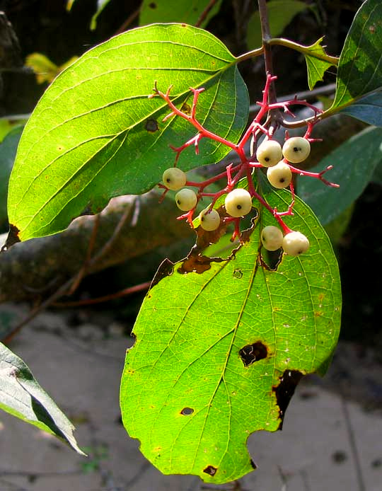 Roughleaf Dogwood, CORNUS DRUMMONDII