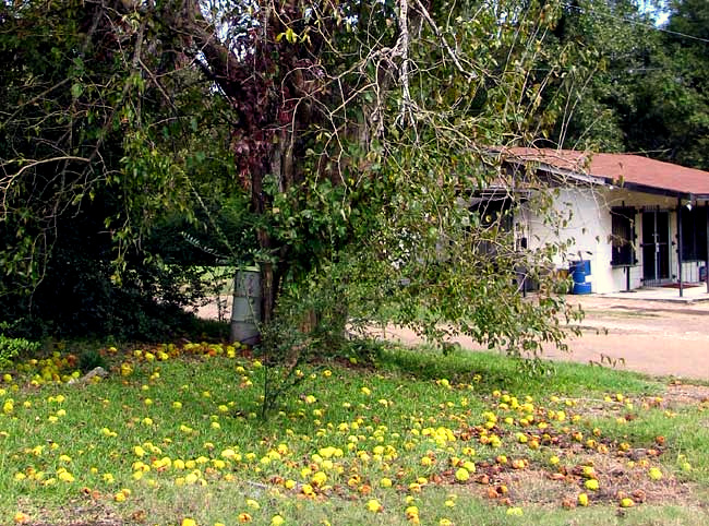 Osage-orange, Hedge Apple or Horse Apple: MACLURA POMIFERA,