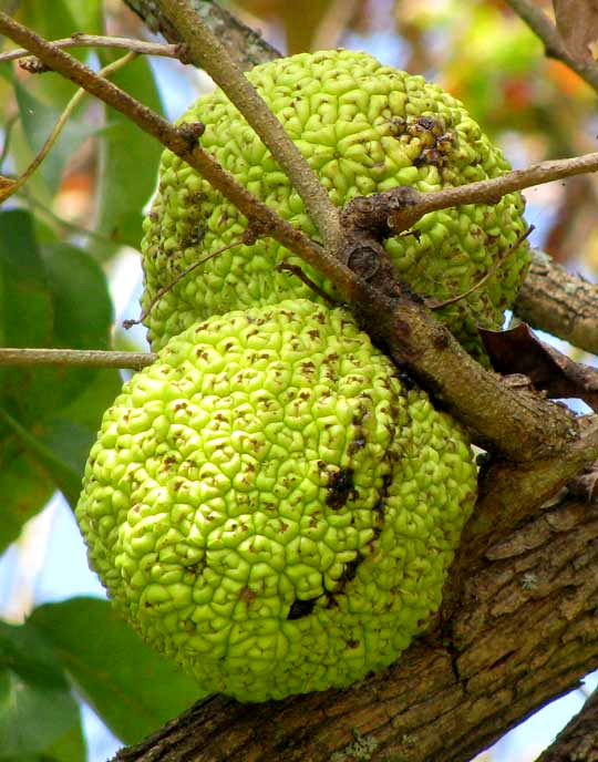 fruits of Osage-orange, Hedge Apple or Horse Apple: MACLURA POMIFERA,