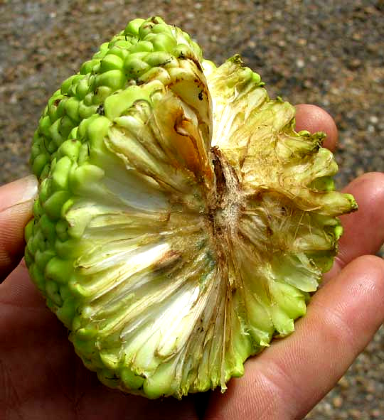 cross section of fruit of Osage-orange, Hedge Apple or Horse Apple: MACLURA POMIFERA,