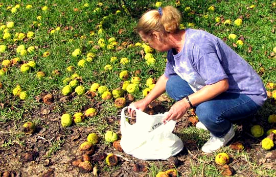 picking up Osage-orange, Hedge Apple or Horse Apple: MACLURA POMIFERA,