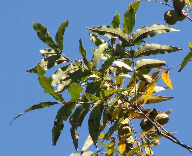 Pecan, CARYA ILLINOENSIS