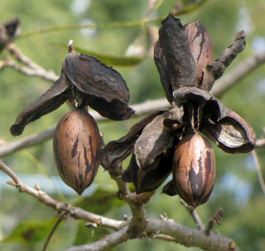 nuts dangling from husks, Pecan, CARYA ILLINOENSIS
