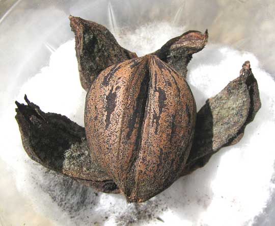 double nut of Pecan, CARYA ILLINOENSIS