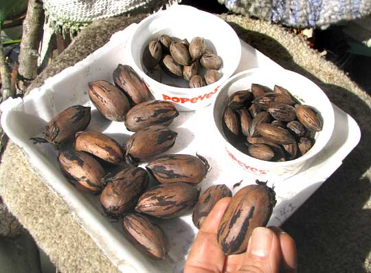 Pecan, CARYA ILLINOENSIS