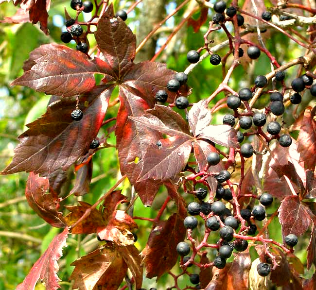 Virginia Creeper, PARTHENOCISSUS QUINQUEFOLIA, fruits & purple leaves
