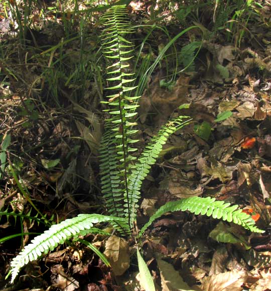 Ebony Spleenwort, ASPLENIUM PLATYNEURON