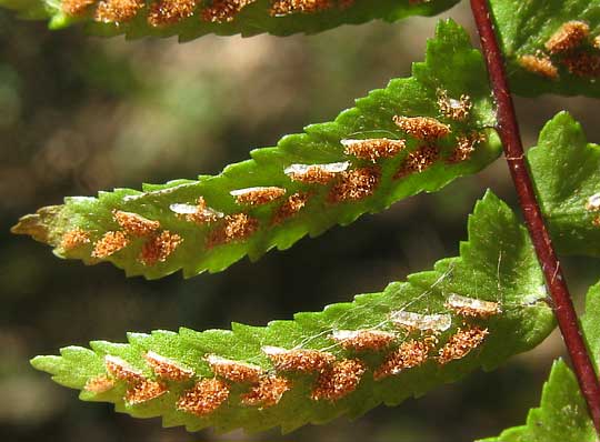 sori of Ebony Spleenwort, ASPLENIUM PLATYNEURON