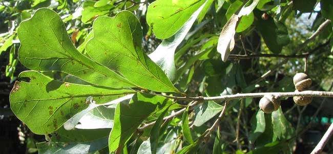 Water Oak, QUERCUS NIGRA