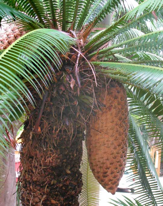 Blue Dioon, DIOON SPINULOSA, cone