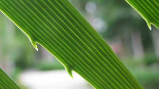 pinna spines and veins of Blue Dioon, DIOON SPINULOSA