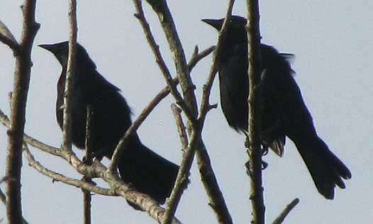  Melodious Blackbirds, DIVES DIVES