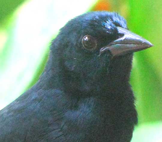 Melodious Blackbird, DIVES DIVES
