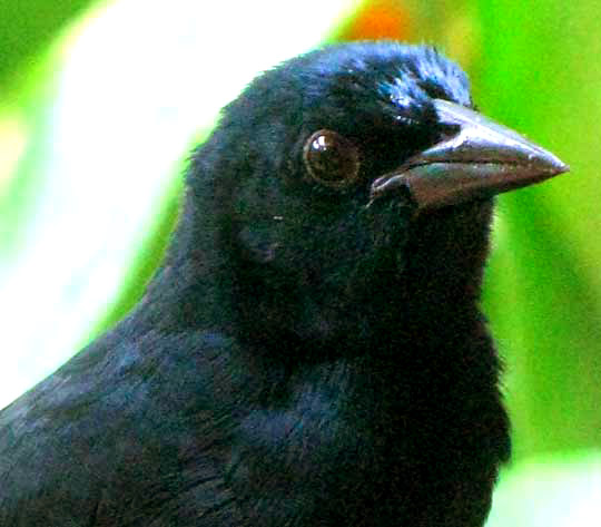 Melodious Blackbird, DIVES DIVES