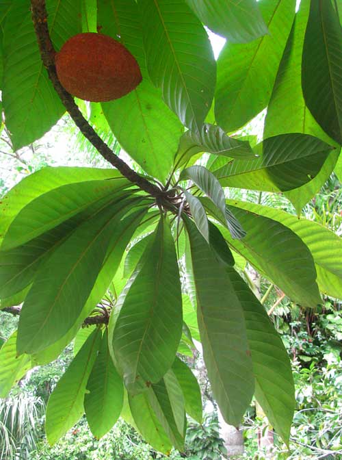 Mamey, POUTERIA SAPOTA