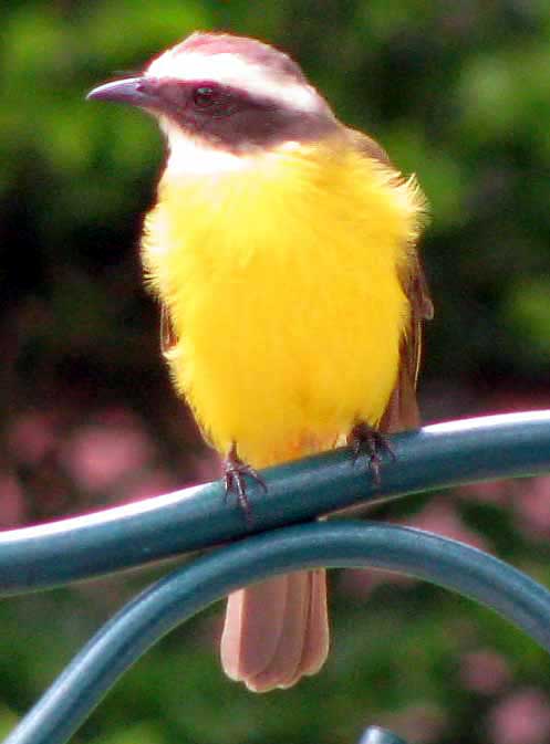 Social Flycatcher, MYIOZETETES SIMILIS