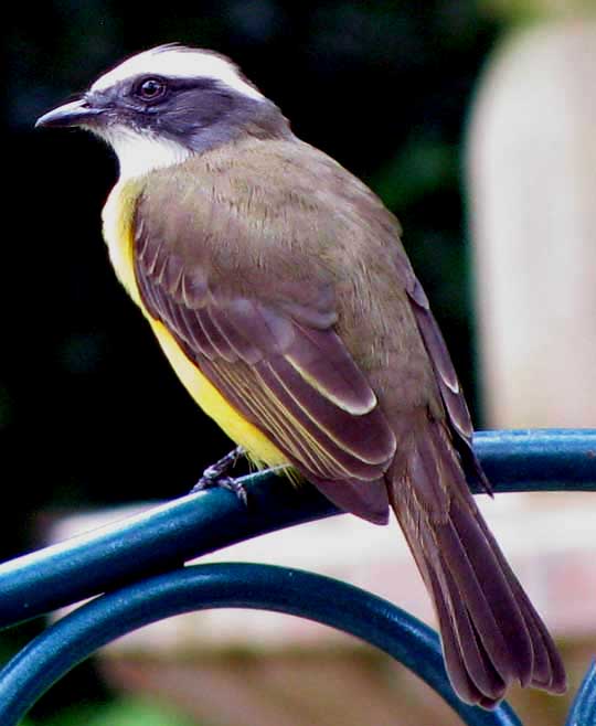 Social Flycatcher, MYIOZETETES SIMILIS