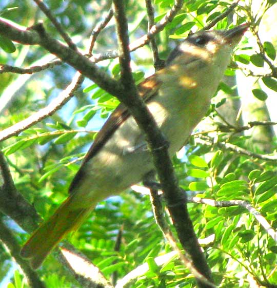 female Rose-throated Becard, PACHYRAMPHUS AGLAIAE