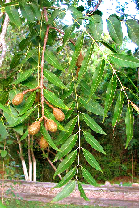 Cedro, or Spanish Cedar, CEDRELA ODORATA