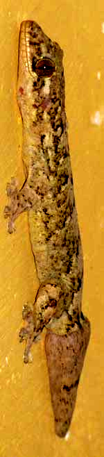 Turnip-tailed Gecko, THECADACTYLUS RAPICAUDUS