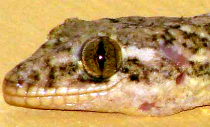 Turnip-tailed Gecko, THECADACTYLUS RAPICAUDUS