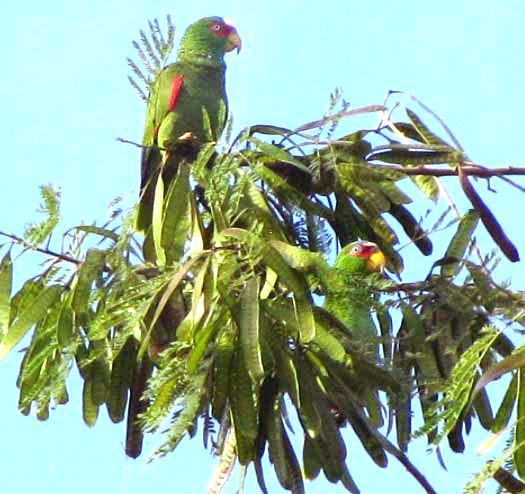 White-fronted Parrots, AMAZONA ALBIFRONS