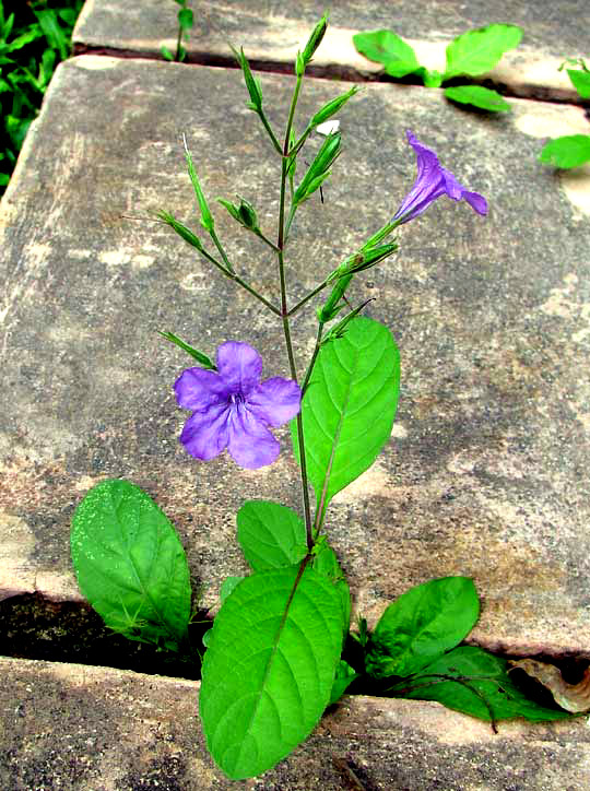 Mexican Wild Petunia, RUELLIA NUDIFLORA