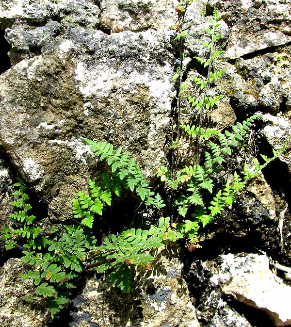 Lip Fern, CHEILANTHES MICROPHYLLA var FIMBRIATA