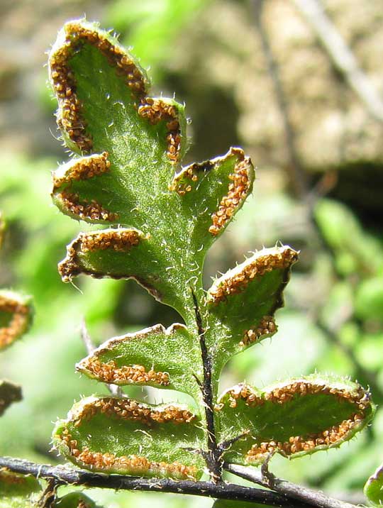 sori of Lip Fern, HEMIONITIS MICROPHYLLA var FIMBRIATA