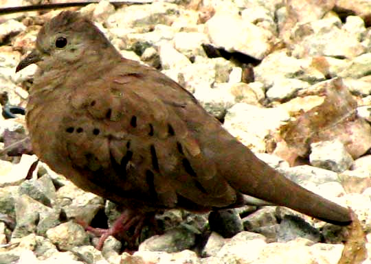 female Ruddy Ground-Dove, COLUMBINA TALPACOTI