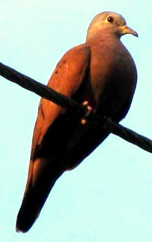 male Ruddy Ground-Dove, COLUMBINA TALPACOTI