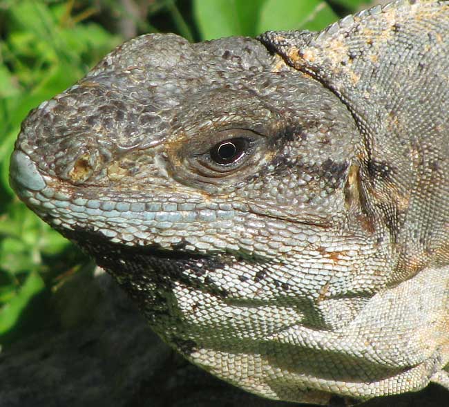 Black Iguana, CTENOSAURA SIMILIS