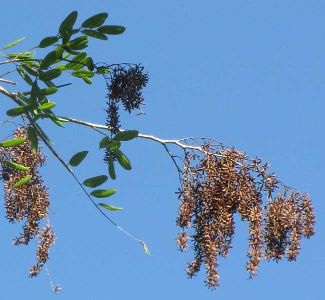 Kikché or Palo de Arco, APOPLANESIA PANICULATA