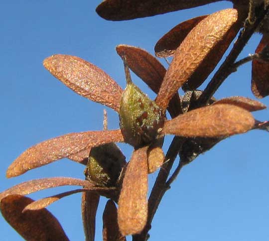 accrescent sepals of Kikché or Palo de Arco, APOPLANESIA PANICULATA