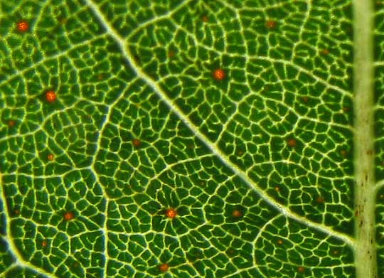 glands in leaf of Kikché or Palo de Arco, APOPLANESIA PANICULATA