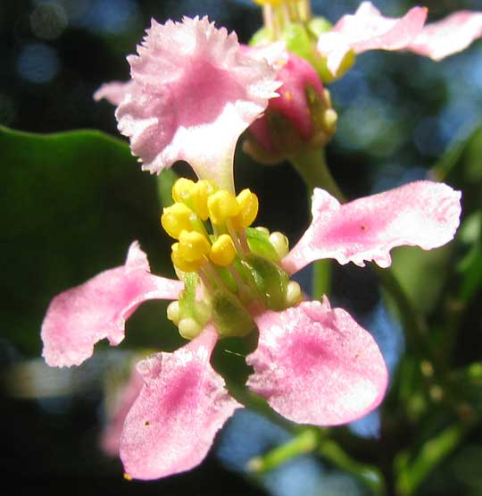 Barbados-Cherry or Wild Crape Myrtle, MALPIGHIA GLABRA