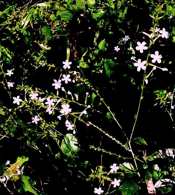 Leadwort, PLUMBAGO SCANDENS