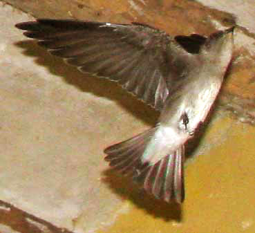 Ridgway's Rough-winged Swallow, STELGIDOPTERYX RIDGWAYI