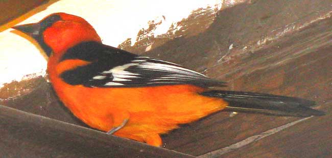 Altamira Oriole, ICTERUS GULARIS