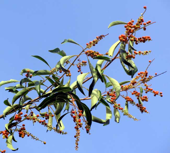 Fiddlewood, CITHAREXYLUM SPINOSUM