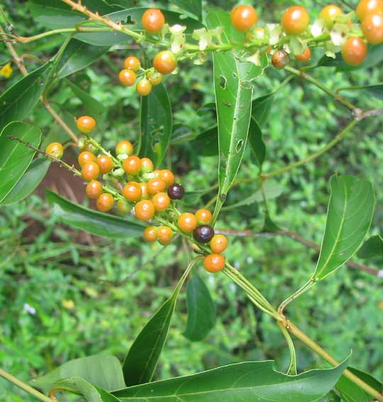 Fiddlewood, CITHAREXYLUM SPINOSUM, fruits