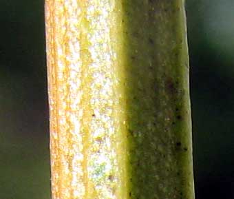 Fiddlewood, CITHAREXYLUM SPINOSUM, square stem